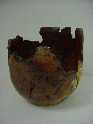 Manzanita Burl
